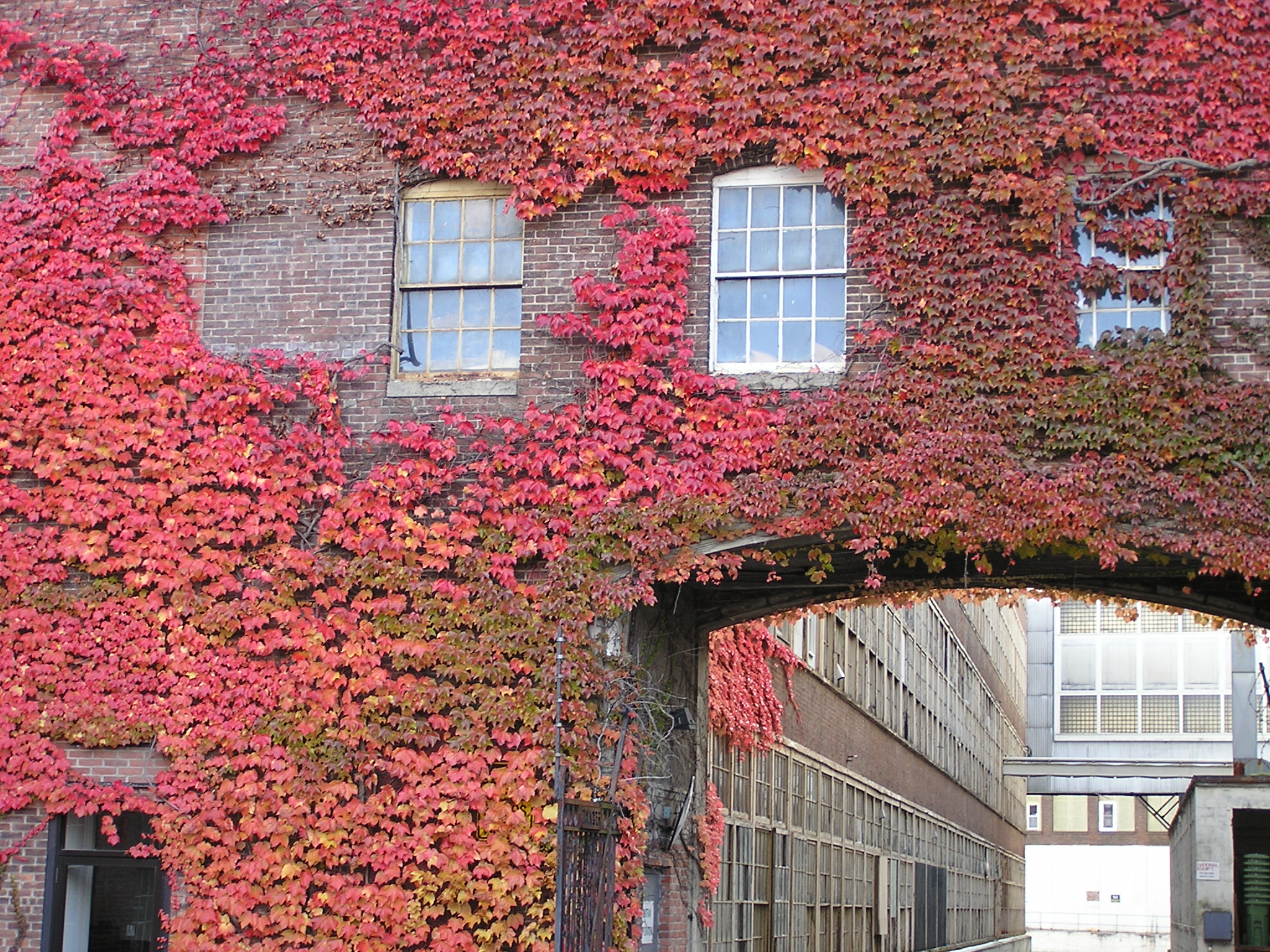 Brick arch with red ivy