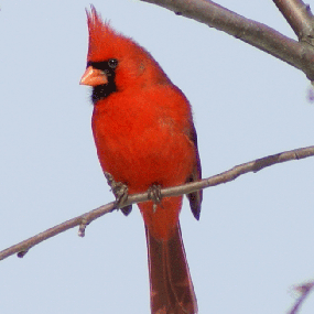 male cardinal