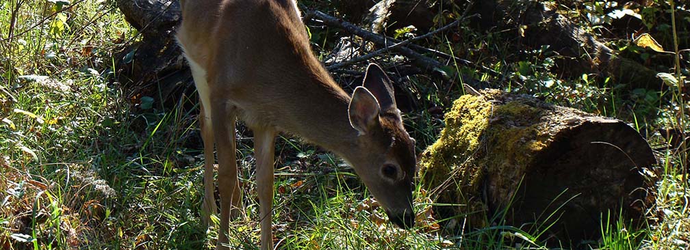 deer browsing in grass