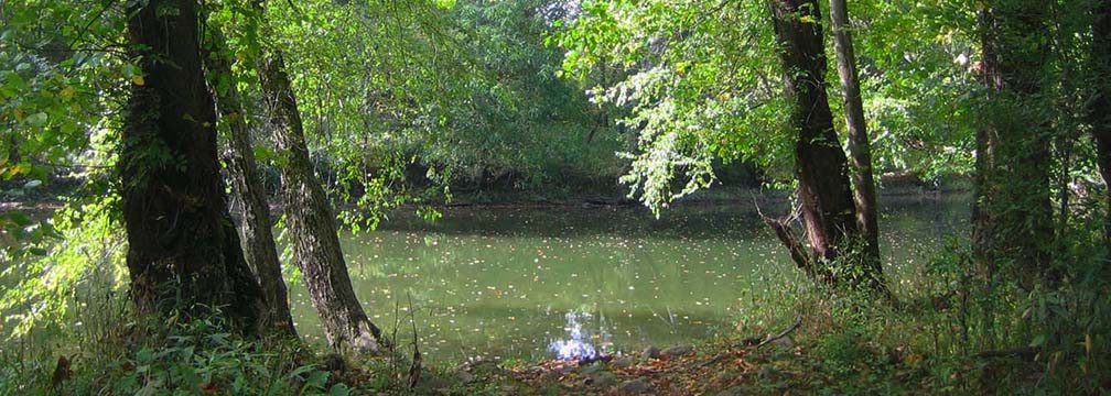 trees frame a calm river