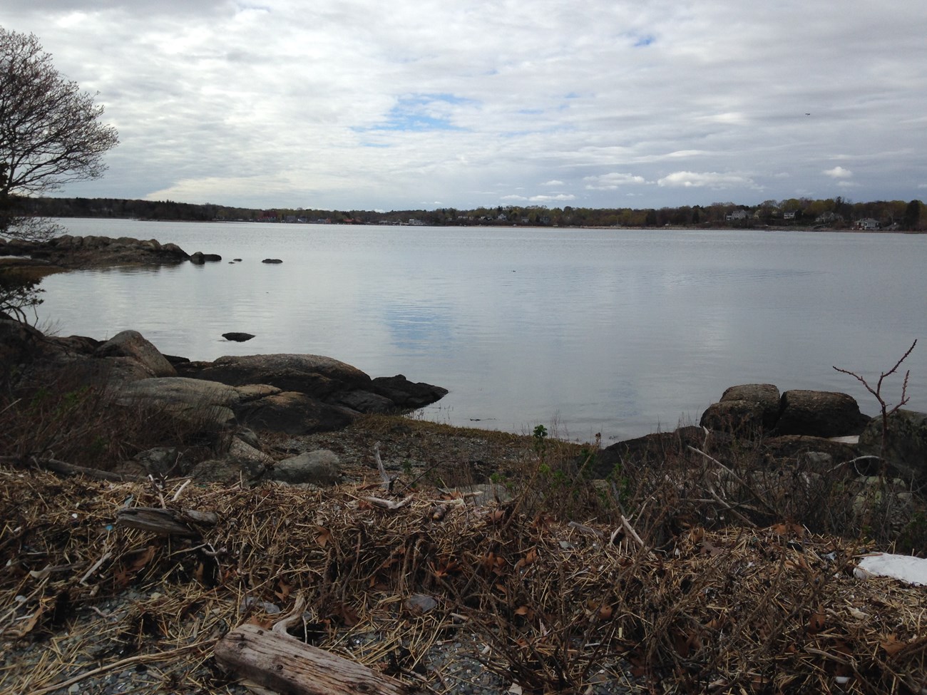 shoreline with dead brush and a few smooth rocks.