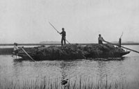 Salt marsh haying at Boston Harbor Islands