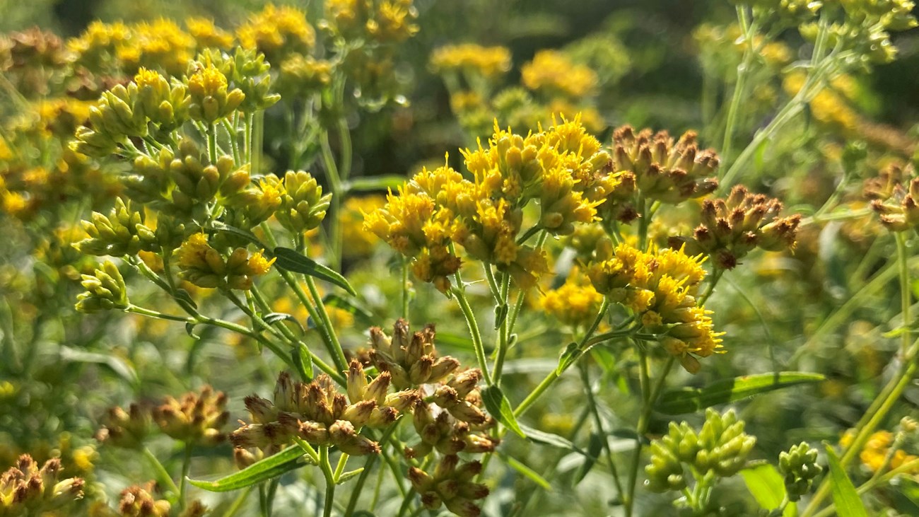 yellow little flowers in bunches on green stalks