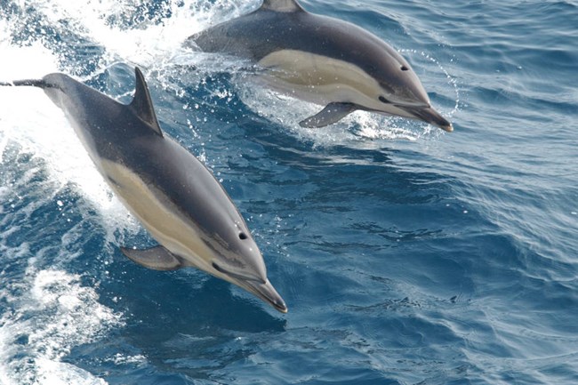 two common dolphins jumping out of the ocean