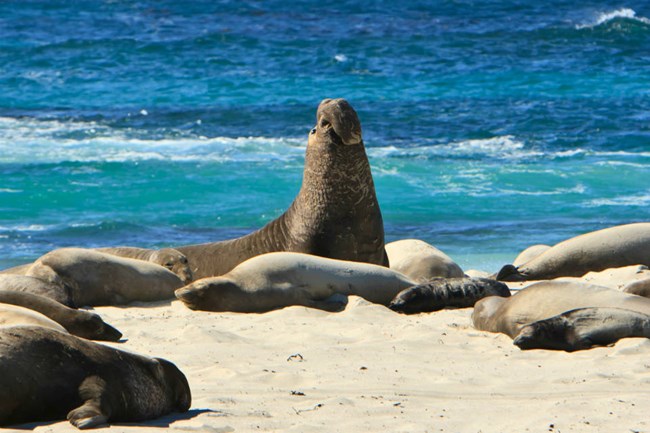 male elephant seal on beach surrounded by female elephant seals