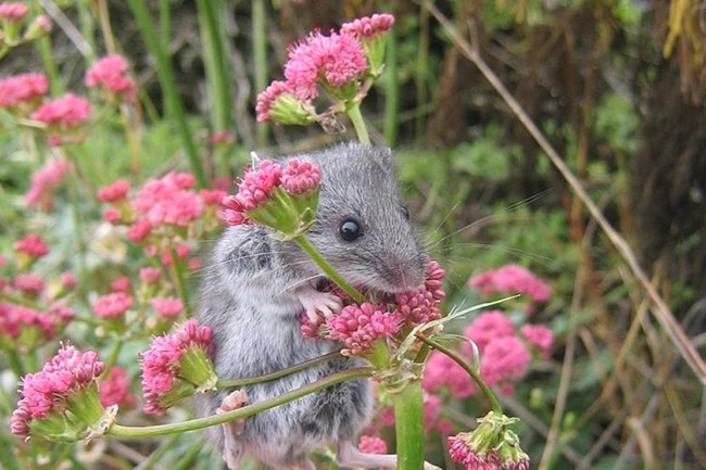 Grey mouse hanging on to plant with green stems and pink flowers
