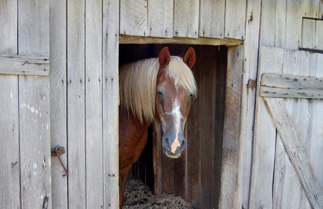 A light brown horse with a white mane, looks out from a wooden barn door.