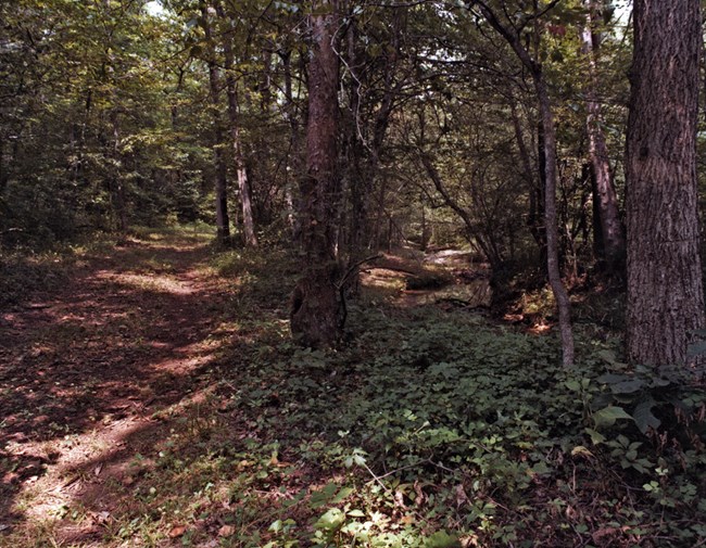 A winding earthen path winds though a heavily forested area.
