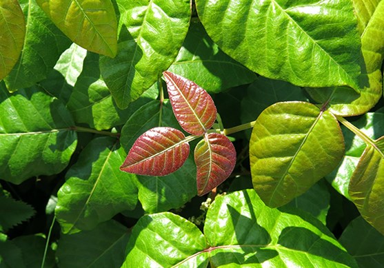 A green colored poison ivy plant with three red shiny leaves.