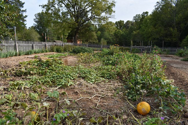 A garden with a large orange pumpkin and other vegetables surrounded by a wooden fence.