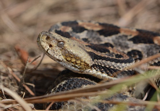 A Timber Rattle snake's head with golden eyes and a long narrow protruding tongue with dark brown or black V-shaped or chevron bands across a yellowish-brown, gray, or tan body.