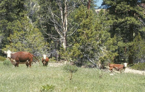 Trespass cattle in the Riggs Spring Area of Bryce Canyon