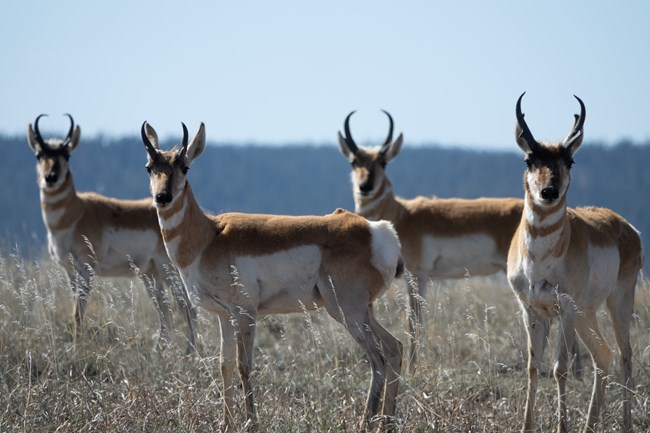 4 pronghorn stand in a group