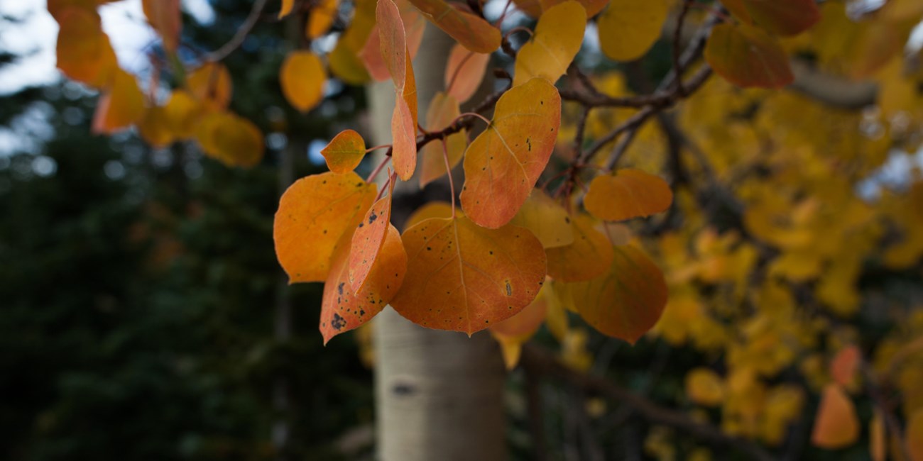 Golden leaves of aspen tree hang before white bark and dark forest