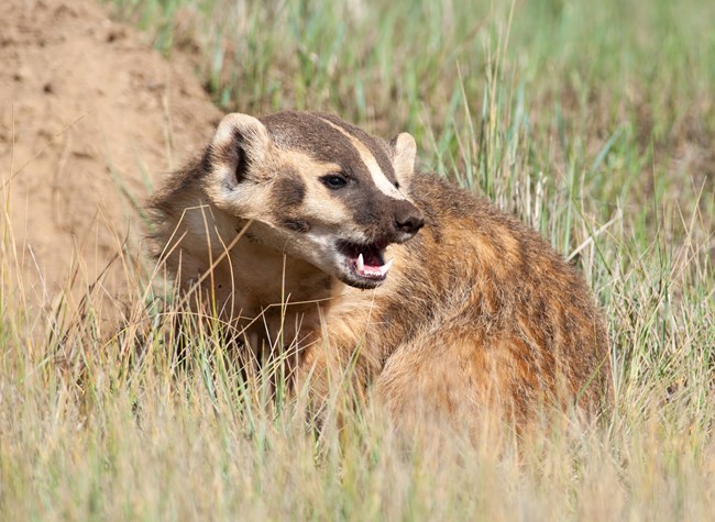 American Badger with its mouth open