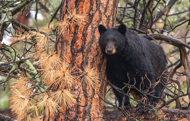 A dark colored bear stands on a tree branch