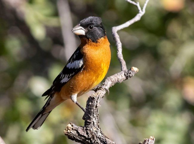 A bright orange bird with a black head and wings perches on a branch.