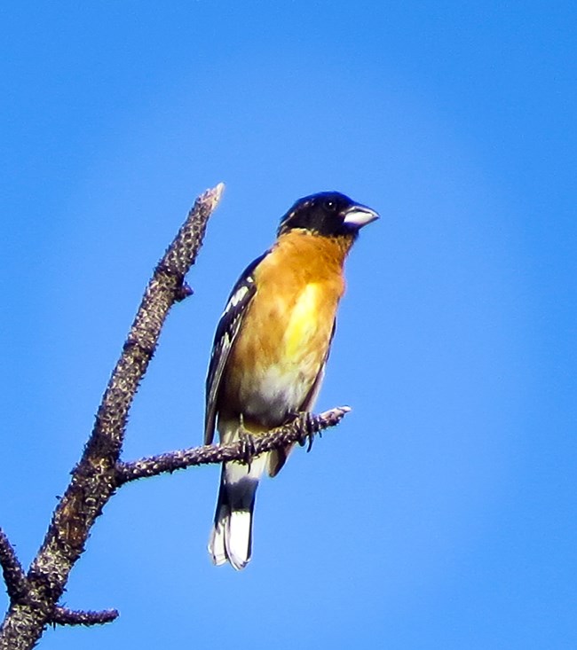 Black-headed Grosbeak perched on a branch