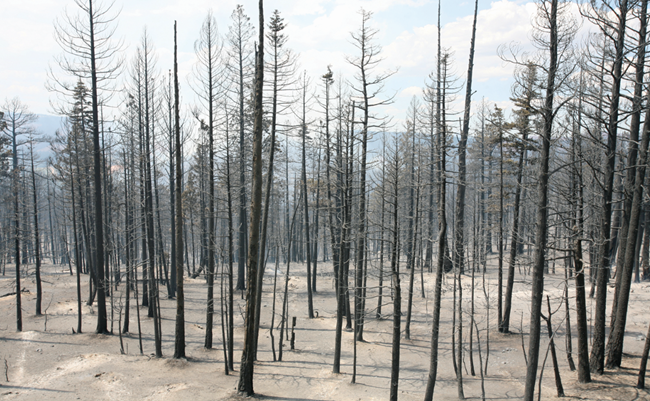 A completely burned forest with just blackened standing trees