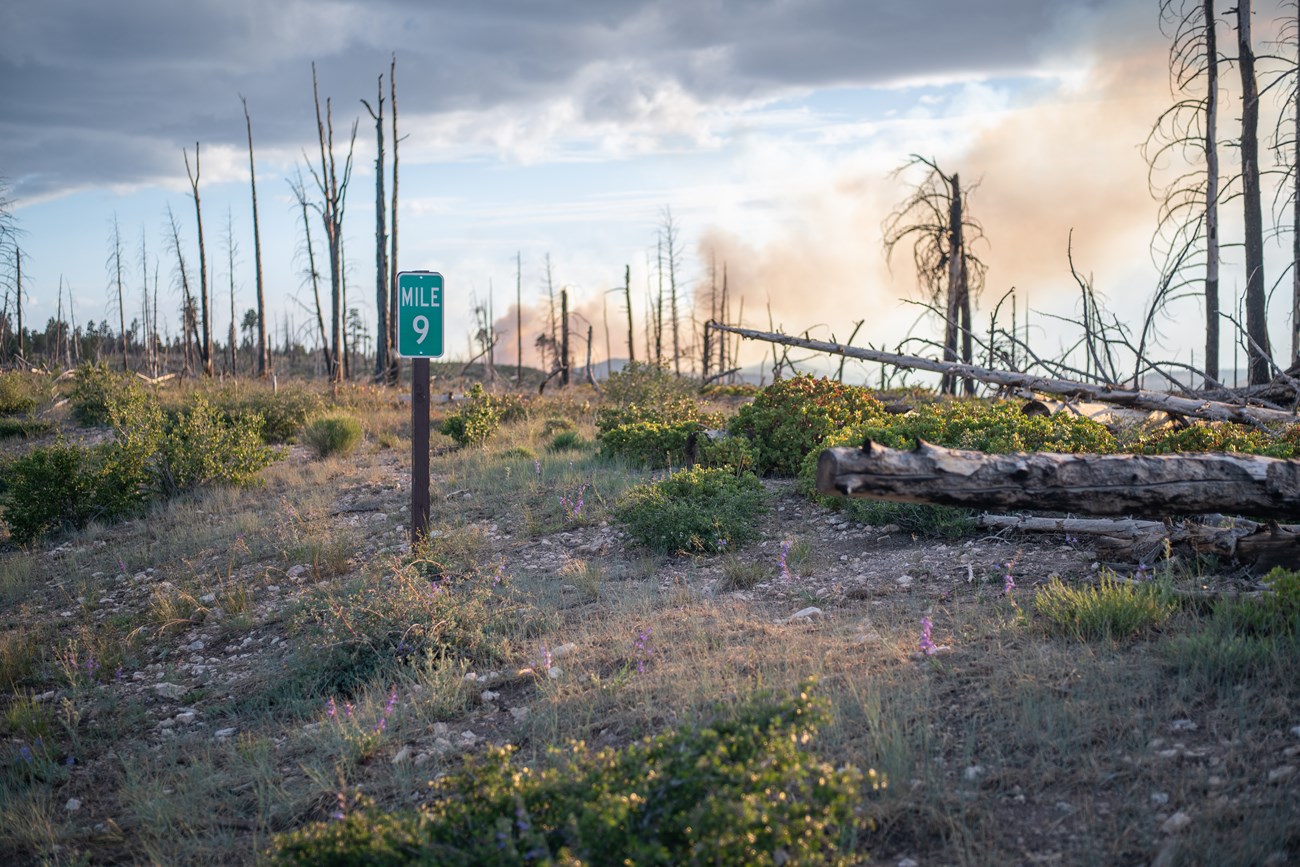 A burned forest near a mile post reading mile number 9