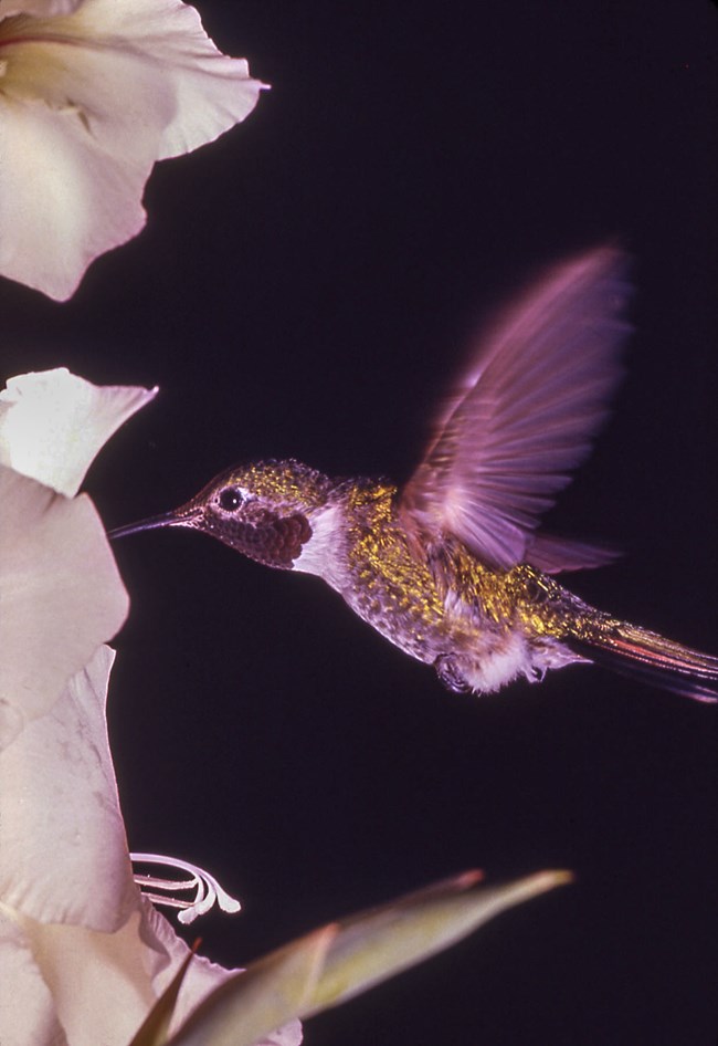 Broad-tailed hummingbird flying near flowers