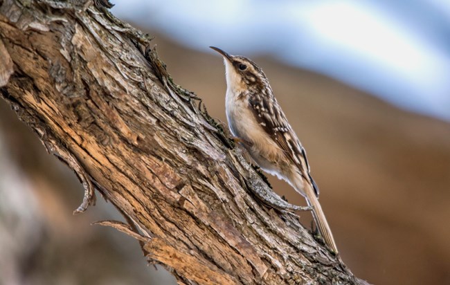 A Brown Creeper on a tree trunk