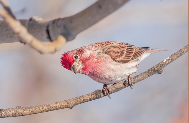 A red-tinged bird cocks its head to the side as it looks at the camera.