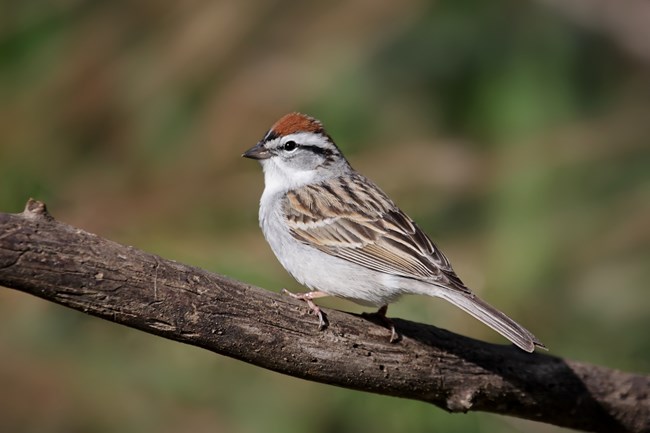 A small light colored bird with a red crown perches on a branch.