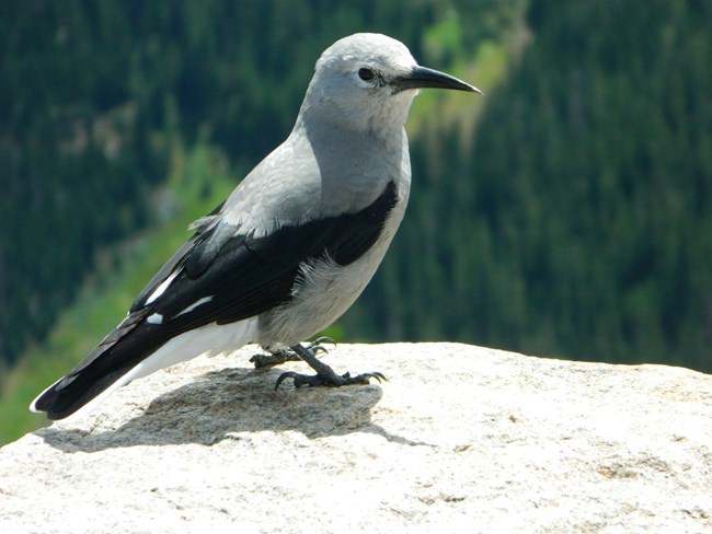 Clark's Nutcracker, a grey, white, and black bird