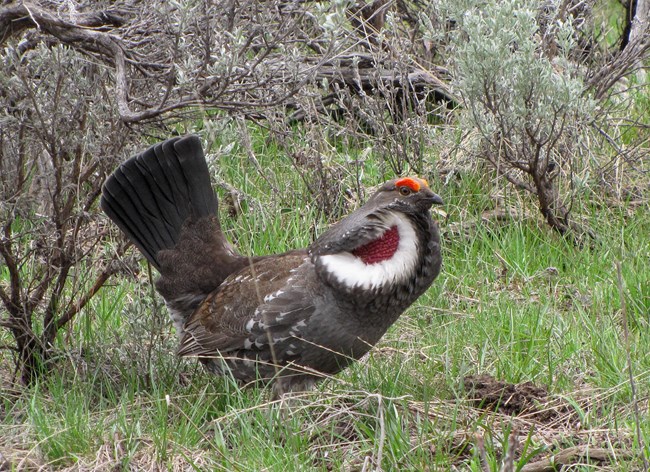 male Dusky Grouse, displaying a red blot of feathers under cheek