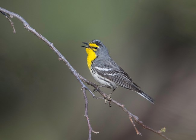 A small gray and black bird with a bright yellow chest opens its beak to sing.