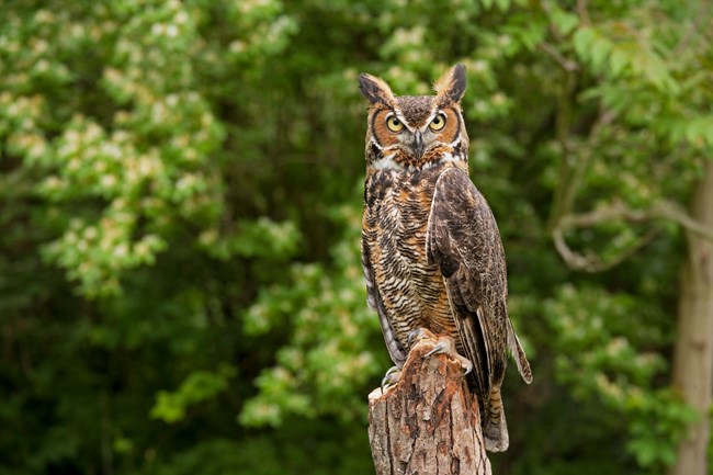 A large brown owl with light eyes appears to look into the camera.