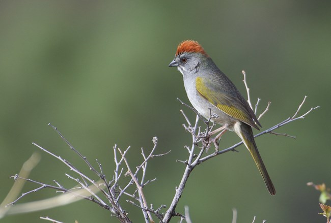 A gray and green bird perches on thin branches.