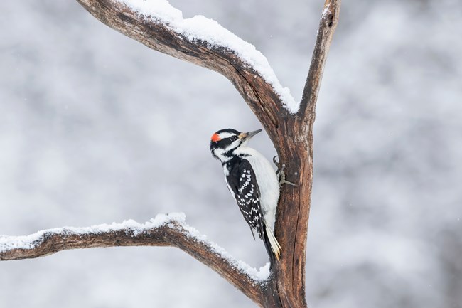 A black and white bird with a red neck on a tree trunk