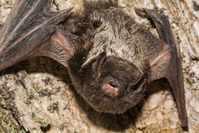 Close up of a brown and white fuzzy bat.