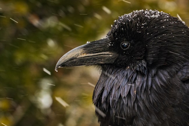 A closeup of a black bird's face in the snow