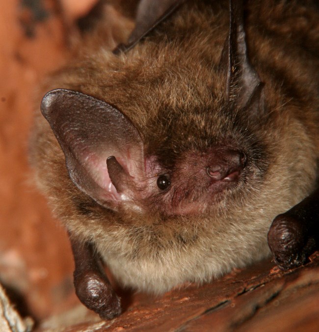 A closeup on the face of a small brown bat