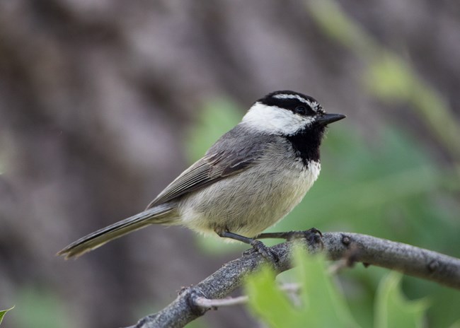 A small black and white bird on a branch.