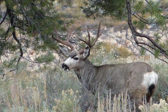 A male mule deer stands in tall brush