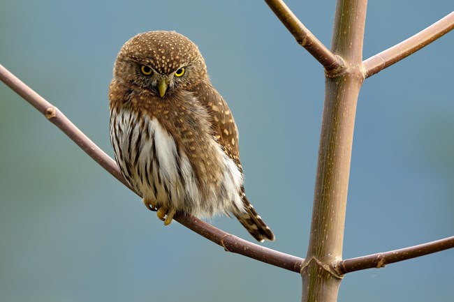 A small light brown owl sits in a tree with thin branches.