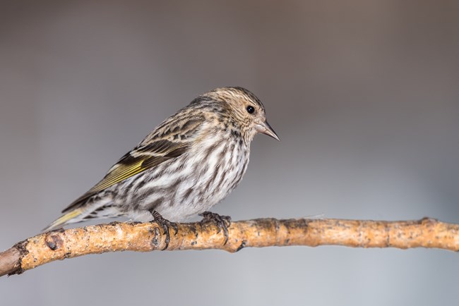 A beige bird with dark stripes and a tinge of yellow.