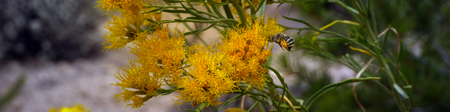Rabbit Brush and bee at Bryce. Kate Pitts