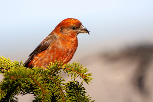 A brick red bird perches on a pine tree.