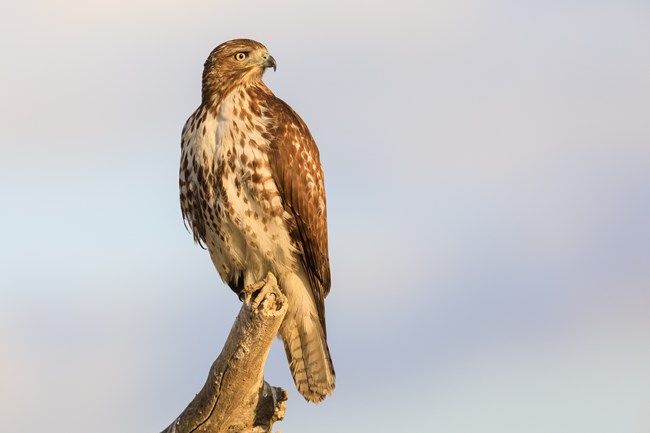 A closeup of a perched Red-tailed hawk