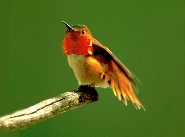 Front view of perched Rufous Hummingbird