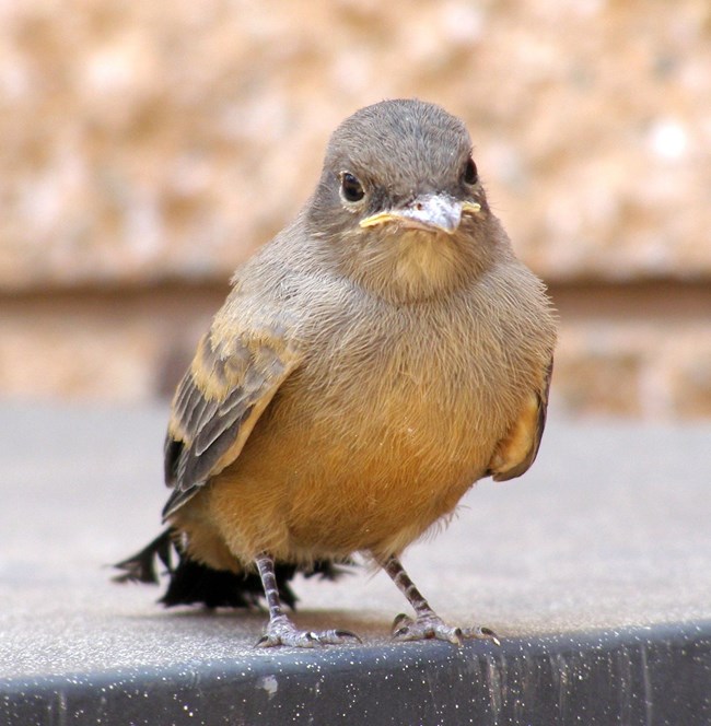 Front view of a Say's Pheobe bird