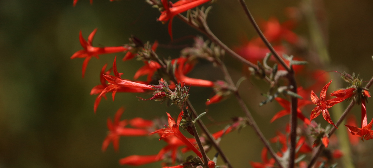 Red flowers on green stems against a dark background
