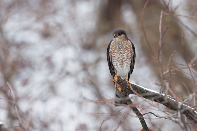 A small hawk perches on a snowy branch.