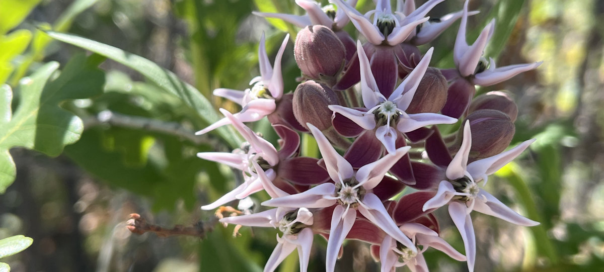 A cluster of pinkish purple star shaped flowers in an orb shape