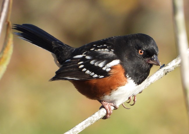 A black bird with white spots and red eyes perches on a branch